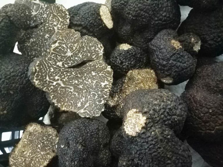 champignons truffes noires ellochampi